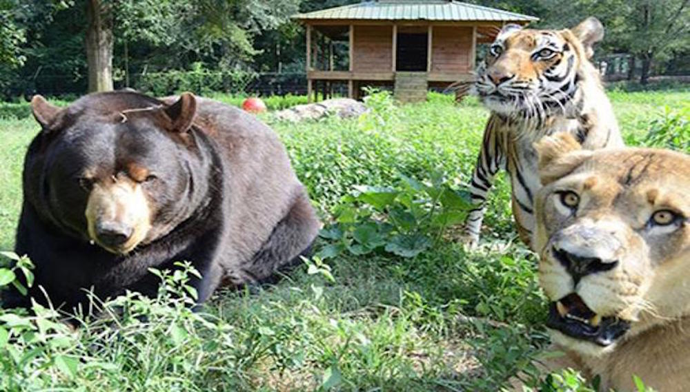 image of real bearl lion tiger